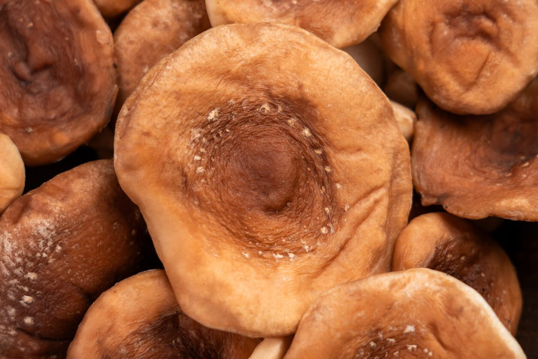 How To Grow Shiitake Mushrooms