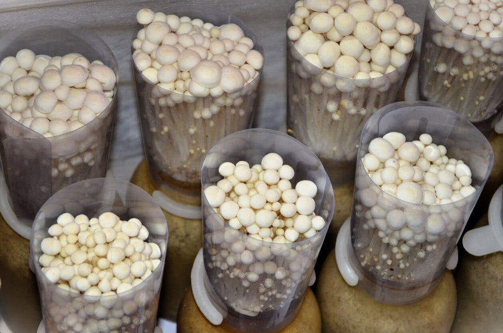 How To Grow Enoki Mushrooms From Roots