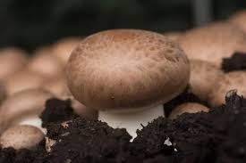 Delicious Ways to Cook Portobello Mushrooms