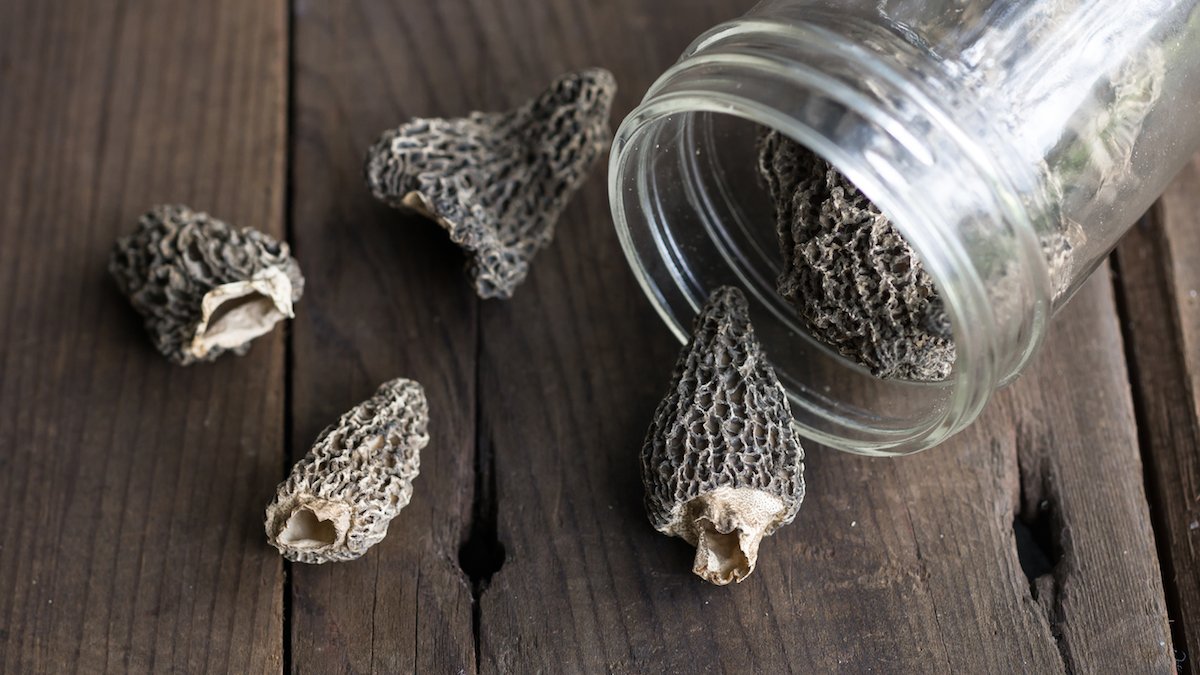 How to Dry Morel Mushrooms