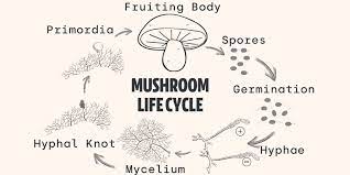 Step-by-Step Breakdown of Mushroom Growth