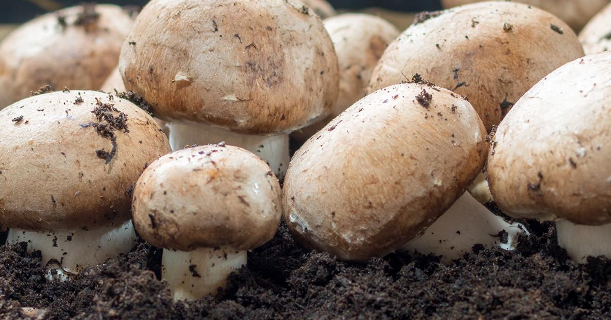 Find Out More About Mushroom Growth