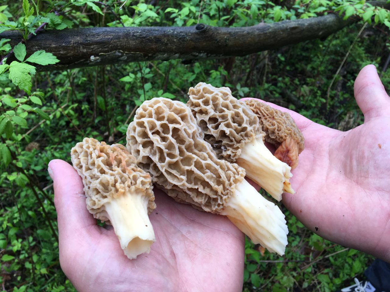 Tips for Gathering Morel Mushrooms