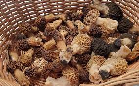 How to Store Morel Mushrooms