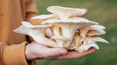The Awesomeness of Oyster Mushrooms: Information and Growing Tips