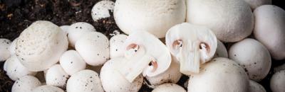 Cultivate Mushrooms To Live More Sustainably